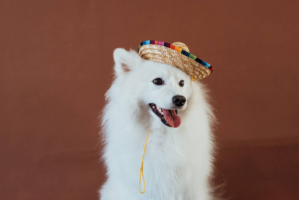 Dog breed Japanese spitz with sombrero posing for photography - Fotoğraf, Görsel