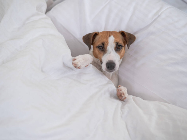 Jack Russell Terrier dog lies in bed under the covers. The pet sleeps in the bedroom - Foto, imagen