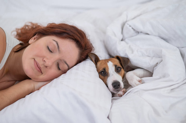 Jack Russell Terrier dog lies with the owner in bed - Fotografie, Obrázek