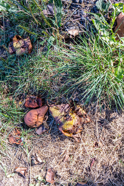 Ground with rotten brown pears with insects, flies and wasps, garbage and rotting fruit against dry grass, hot sunny day in organic pear and apples orchards. Concept of pest in biological cultivation - Valokuva, kuva