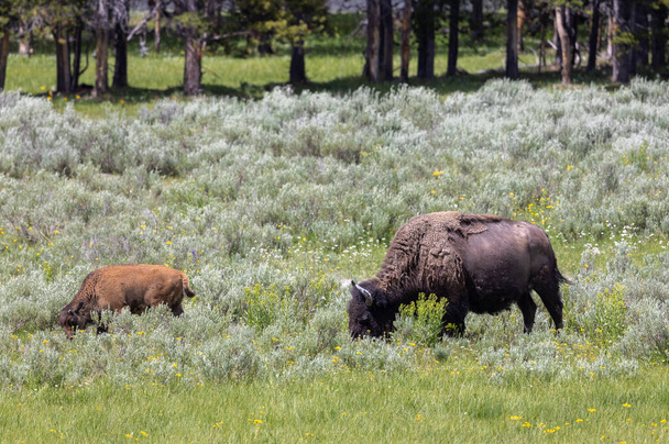 a bison cow and calf in Yellowstone National Park Wyoming in summer - Foto, imagen