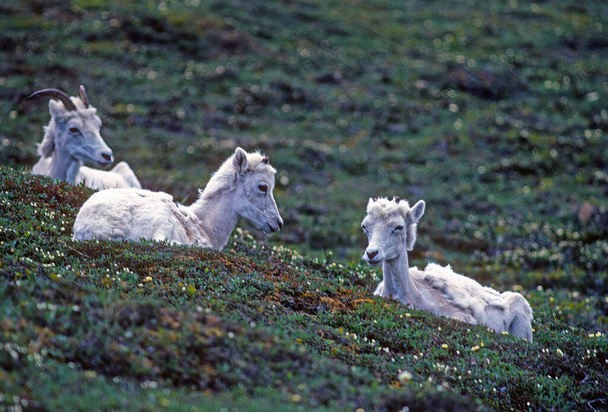 A Pair of Young Dall Sheep on a Mountain Meadow on Igloo Peak in Denali National Park in Alaska - Valokuva, kuva