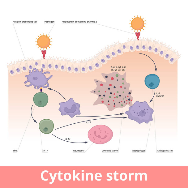 Cytokine storm. Hypercytokinemia during which the immune system causes a release of cytokines with help of macrophages, t helper cells, neutrophils. - Vektor, kép