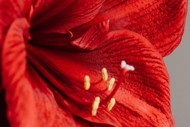 Close - up of beautiful sensual red amaryllis petals. Bright red flower with visible delicate filaments and anthers on light background. Greeting card. Post card. - Fotó, kép