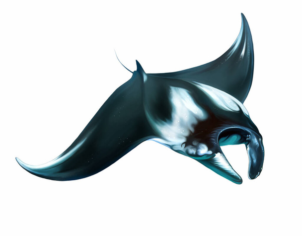 Manta, giant sea devil, Mobula birostris, realistic drawing, illustration for encyclopedia of animals of the seas and oceans, isolated image on a white background - Foto, Imagen