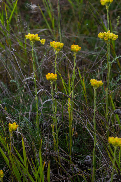 Yellow Mediterranean flowers on the background of the sea with a shallow depth of field. Helichrysum italicum. - Photo, image