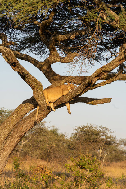 Lioness lying asleep on a tree at sunset. peaceful moment - Foto, afbeelding