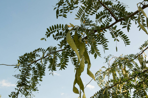 крупный план: ветви шипов акации длинные стручки семян  - Фото, изображение