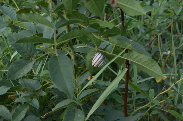 close-up: white-lipped snail on juvenile cherry leaves - Valokuva, kuva