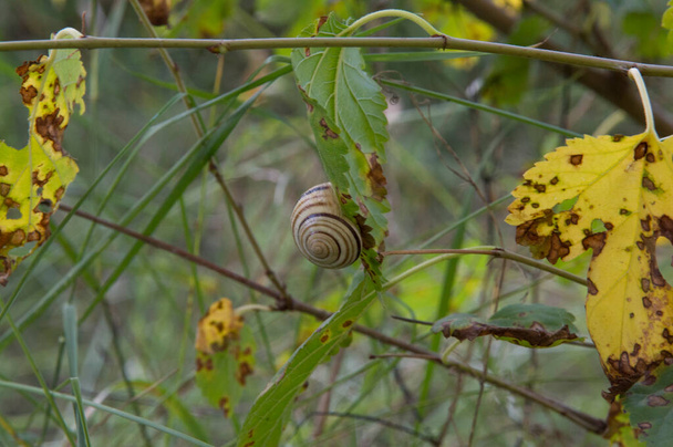 close-up: garden banded snail surrounded by yellow leaves with dark brown spots - Foto, immagini