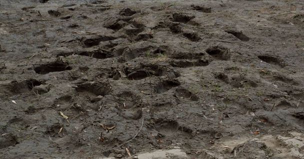 close-up: wet ground with many human traces animal traces - Valokuva, kuva