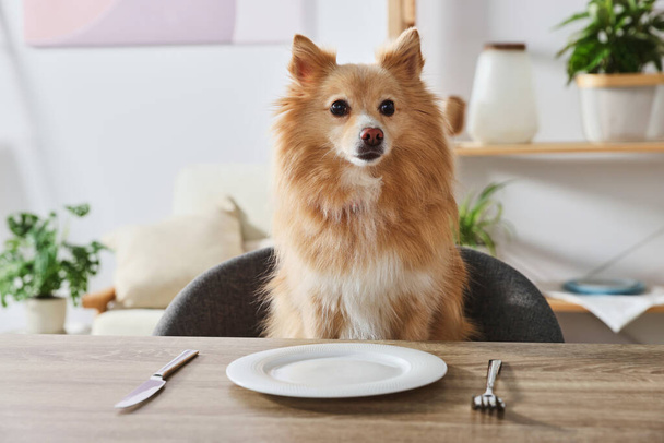 Πεινασμένος σκύλος Pomeranian Spitz περιμένει για φαγητό στο τραπέζι με άδειο πιάτο σε εσωτερικούς χώρους - Φωτογραφία, εικόνα
