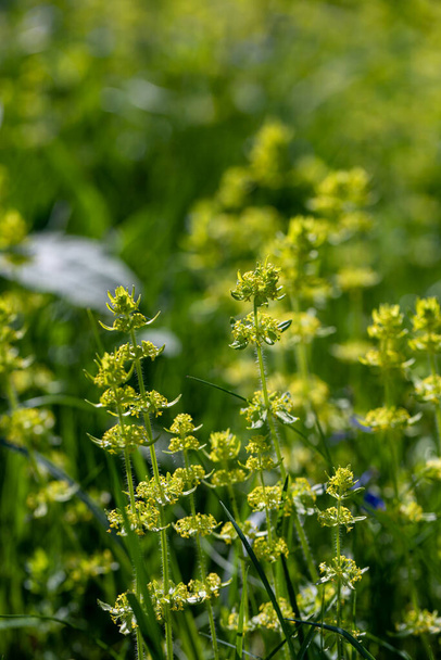 Cruciata laevipes flower in meadow - Foto, imagen