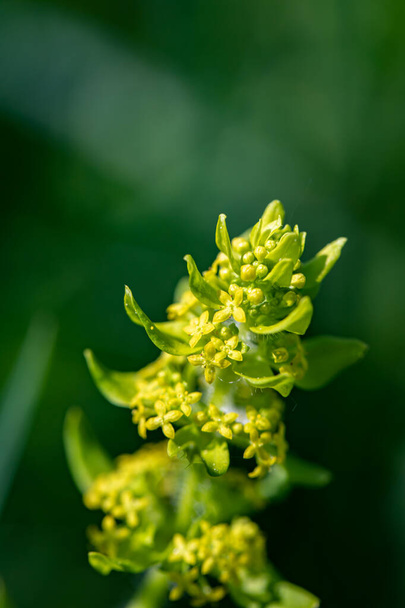 Cruciata laevipes flower in meadow, close up shoot - Фото, изображение