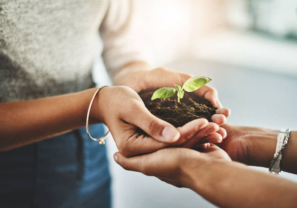 Closeup of hands holding organic plant, reducing carbon footprint with ecology and being eco friendly together. Friends embracing clean energy, sustainable lifestyle and sprouting green leaf. - 写真・画像