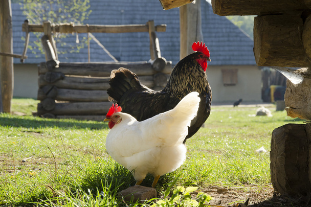 Free range hickens on a farm - Photo, Image