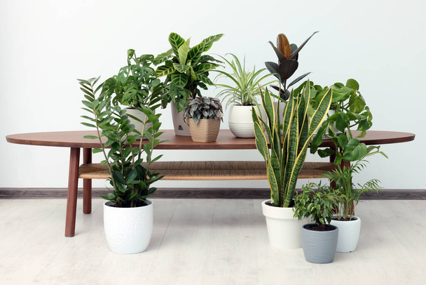 Different beautiful house plants near white wall in room - Photo, image