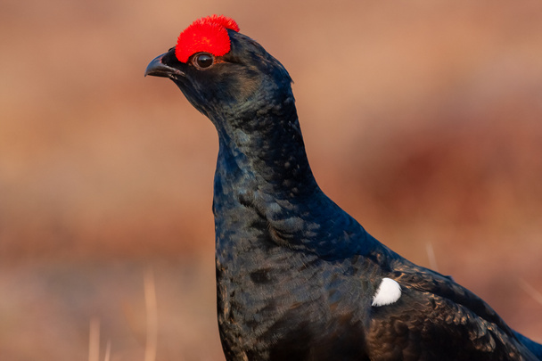 Black Grouse lek at sunrise. Close up Portrait. Black grouse Tetrao tetrix. Lyrurus tetrix early in the morning. Grouse in bog. Spring mating season in the nature. - Foto, afbeelding