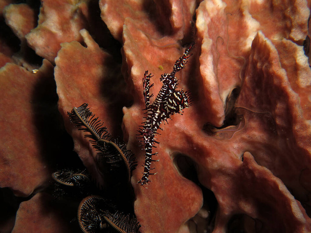 A black Ornate ghost pipefish on a Barrel sponge Boracay Island Philippines - Foto, imagen