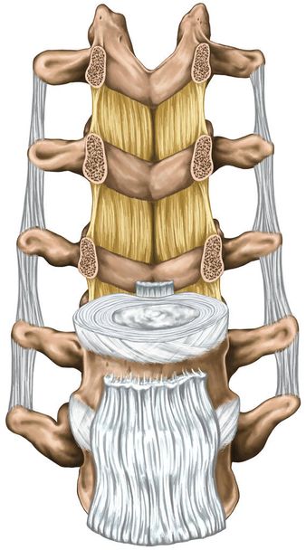 Ligaments and lumbar spine structure, the ligaments surrounding the lumbar spine, anterior longitudinal ligament, intertransverse ligaments,ligamentum flavum,anatomy of human bony system, anterior view - Zdjęcie, obraz