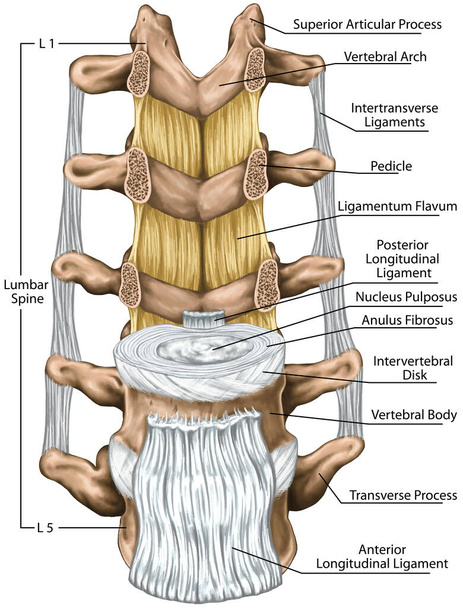 Ligaments and lumbar spine structure, the ligaments surrounding the lumbar spine, anterior longitudinal ligament, intertransverse ligaments,ligamentum flavum,anatomy of human bony system, anterior view - Valokuva, kuva