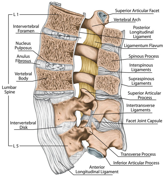 Ligaments and lumbar spine structure, the ligaments surrounding the lumbar spine, anterior longitudinal ligament, intertransverse ligaments, ligamentum flavum, human bony system, lateral view - Valokuva, kuva