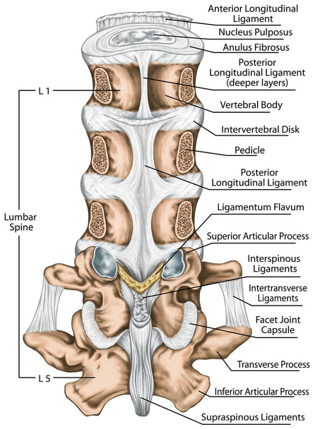 Ligaments and lumbar spine structure, the ligaments surrounding the lumbar spine, posterior longitudinal ligament, intertransverse ligaments, human bony system, human skeletal system, posterior view - Zdjęcie, obraz