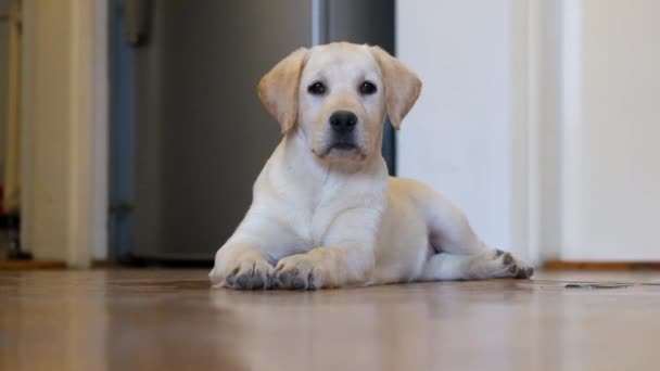 Curiosamente cachorro Labrador mirando a su alrededor
 - Metraje, vídeo