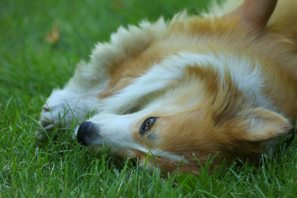 Cute Welsh Corgi Pembroke on the green grass in the park - Photo, Image