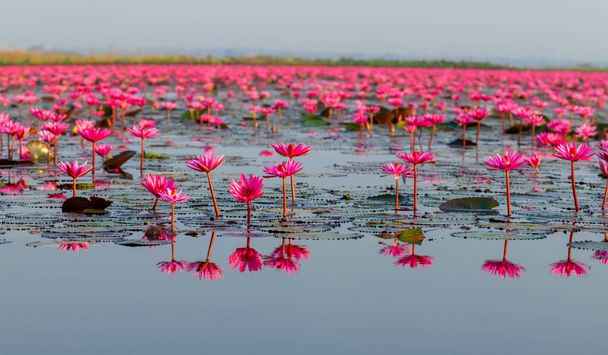  Many blooming lotuses on the lake in the Ban Bua Daeng,Nonghan  Udon Thani , picture of beautiful lotus flower field at the red lotus Panorama View. - Photo, image