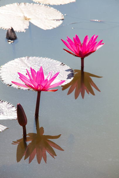  Багато квітучих лотосів на озері в Бан Буа Дьєнг, Нонган Удон Тані, фото красивого лотоса. - Фото, зображення