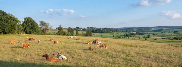 landscape with cows in southern part of hautes fagnes between vielsalm and sankt vith in belgian ardennes - Foto, immagini