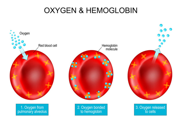 Oxygen and Hemoglobin. Red blood cells with hemoglobin molecule. vector Poster about Oxygen transport. Oxygen from pulmonary alveolus bonded to hemoglobin. erythrocytes carries oxygen molecules and released to cells - ベクター画像