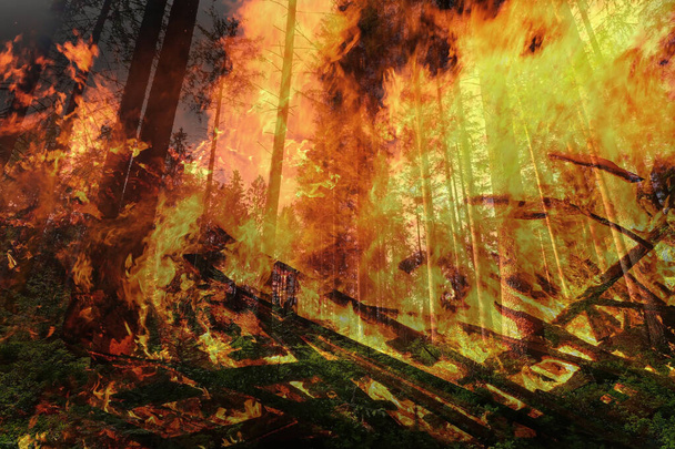 Danger of forest fire during severe drought - Foto, Imagem