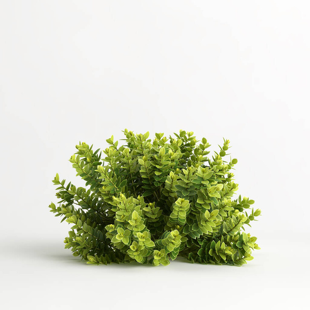 3d illustration of hebe odora bush isolated on white background - 写真・画像