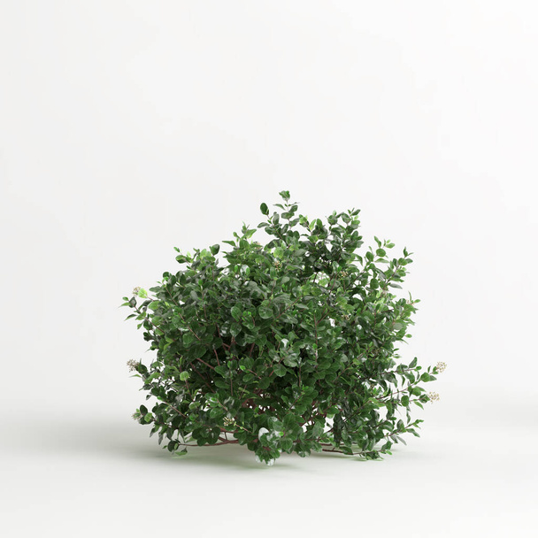 3d illustration of Escallonia iveyi bush isolated on white background - Fotoğraf, Görsel