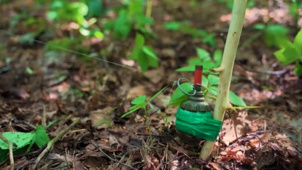 Grenade met een struikeldraad. Stretched draad van vijandelijke val in het bos. Hoge kwaliteit 4k beeldmateriaal - Video