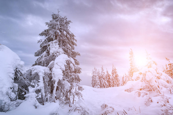 Bright sunlight illuminates the forest covered with fresh fluffy snow. Dreamy carpathian nature. Winter time. Ukraine, Europe - Zdjęcie, obraz