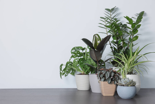 Many different beautiful house plants on wooden table near white wall, space for text - 写真・画像