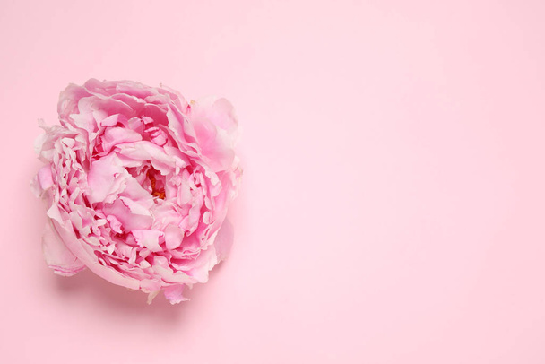 Beautiful fresh peony on pink background, top view. Space for text - Zdjęcie, obraz