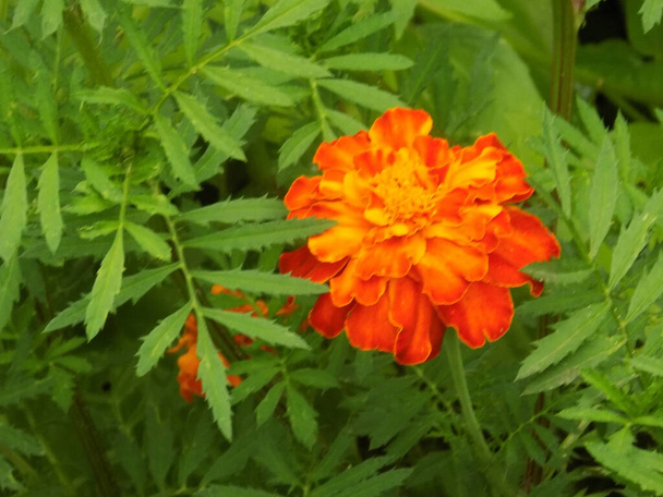 Marigolds (Tagetes), marigolds - egy nemzetség az éves lágyszárú növények a aster család - Fotó, kép
