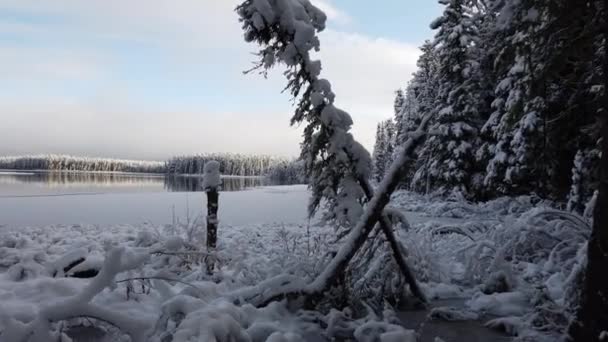 Boreal forest scenes in Canada - Filmati, video