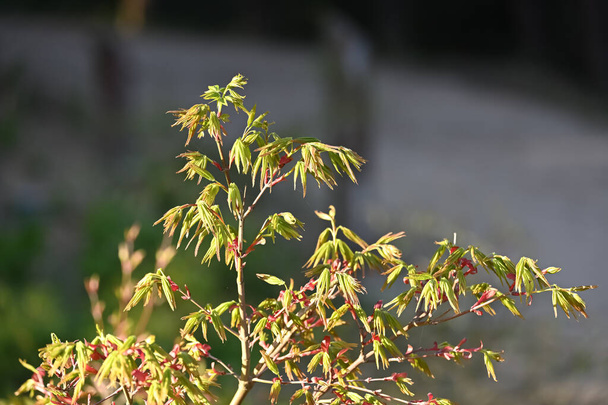 Acer japonicum, the Amur maple, Japanese-maple or fullmoon maple, is a species of maple native to Japan southern Korea. - Fotó, kép