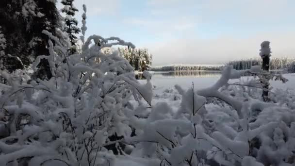 Boreal forest scenes in Canada - Filmati, video