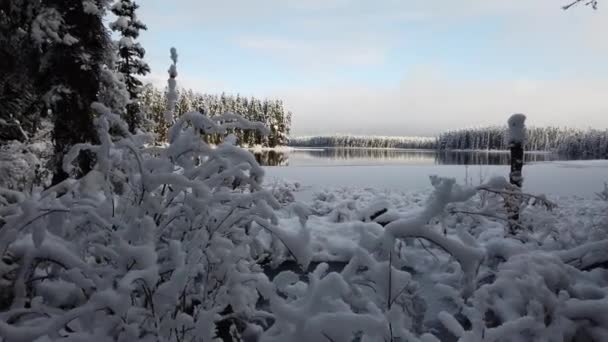 Boreal forest scenes in Canada - Materiał filmowy, wideo