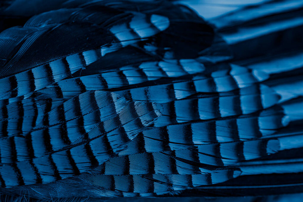 plumas de Jay azul y negro. fondo o textura - Foto, Imagen