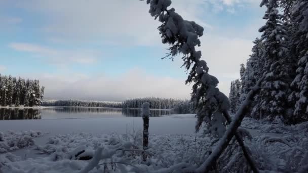 Boreal forest scenes in Canada - Filmmaterial, Video