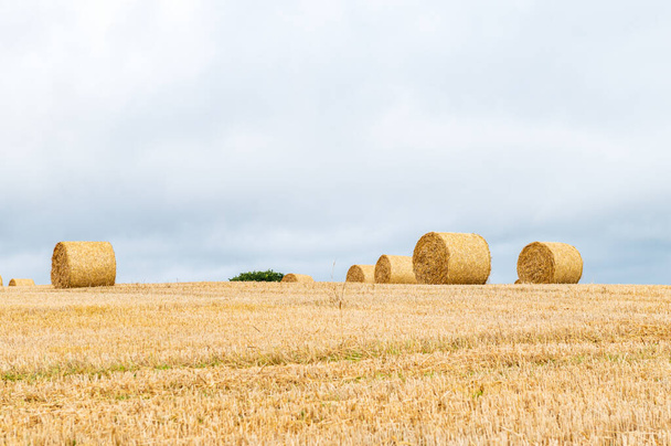 Freshly made hay rolls or bales in field during harvest season in cloudy day - Fotografie, Obrázek