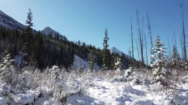 Banff Albert Canada scenes - Materiał filmowy, wideo