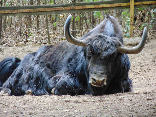 Black yak on the ground in the summer - Fotografie, Obrázek